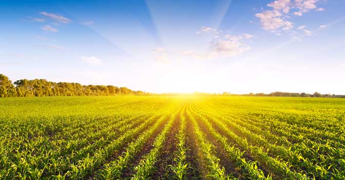 The Impact of the 2018 Farm Bill on Financial Institutions ...